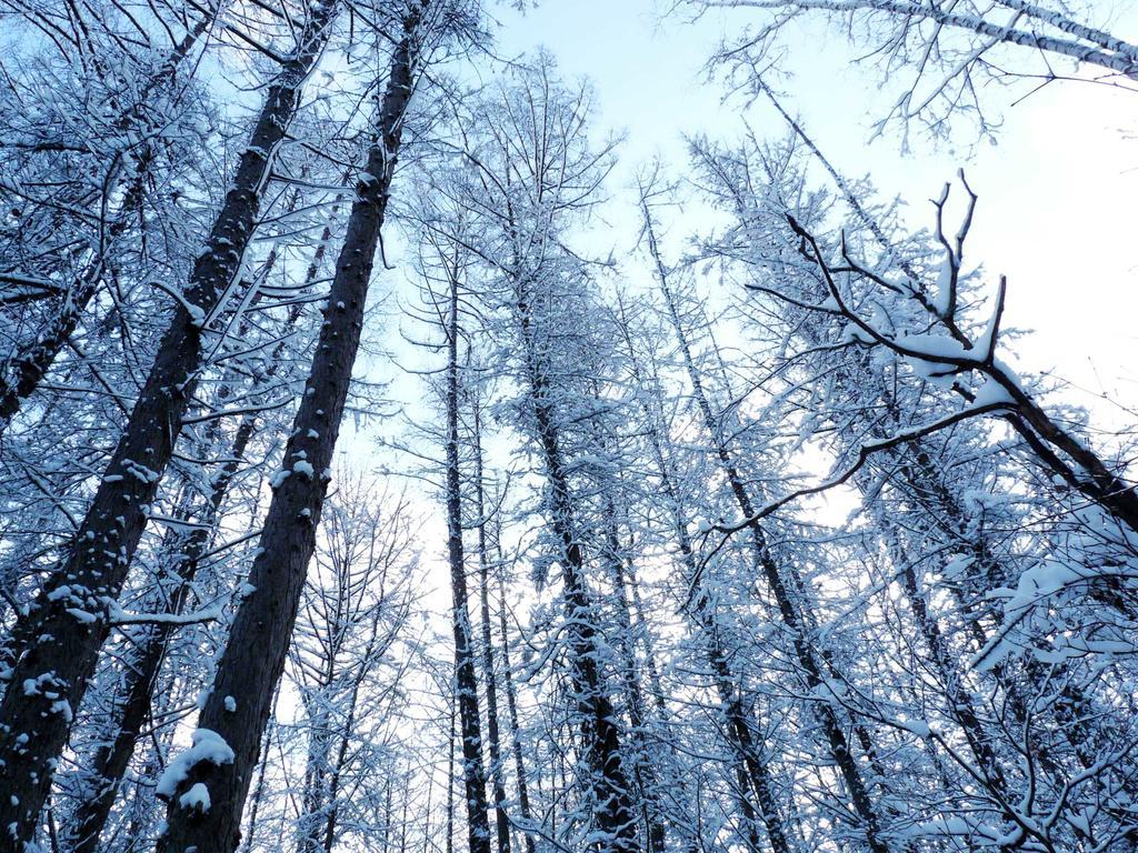 Shin Furano Prince Hotel Exteriér fotografie Snow-covered trees in the Black Forest
